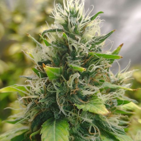MD growlog timeline photo