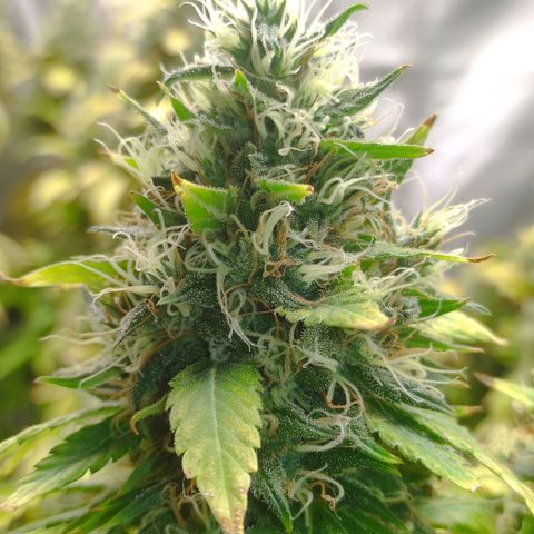 MD growlog timeline photo