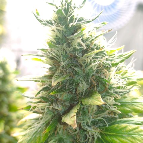 MD growlog timeline photo