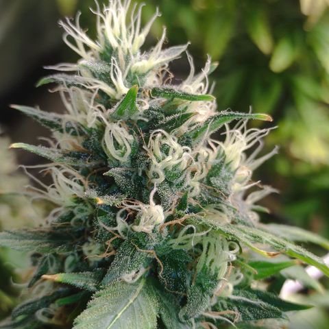 MD growlog timeline photo