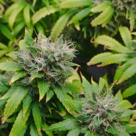 MD growlog timeline photo