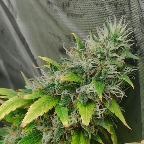MD growlog timeline photo