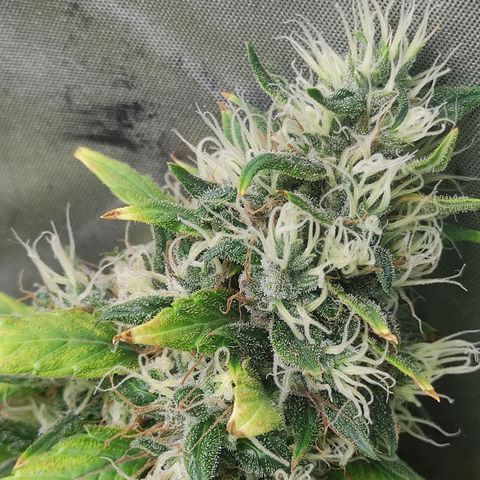 MD growlog timeline photo
