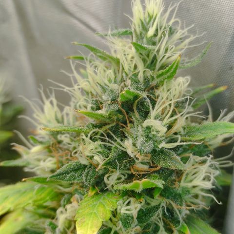 MD growlog timeline photo