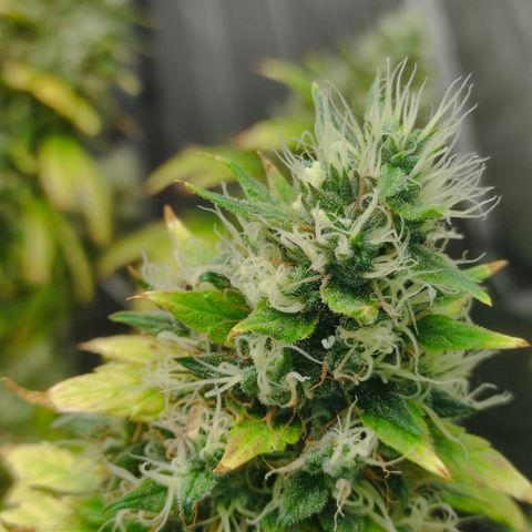 MD growlog timeline photo