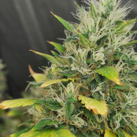 MD growlog timeline photo