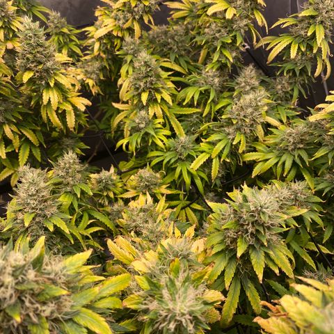 MD growlog timeline photo