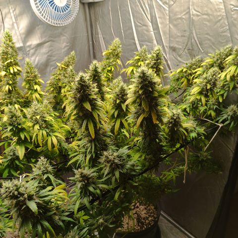 MD growlog timeline photo