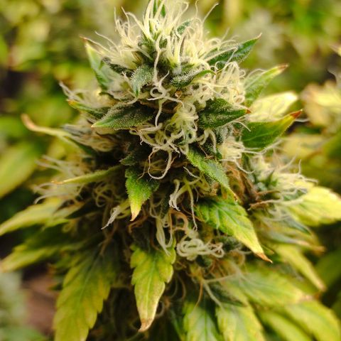 MD growlog timeline photo