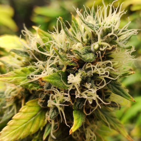 MD growlog timeline photo