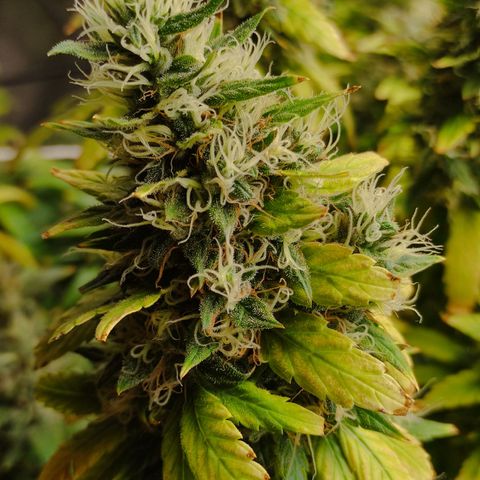 MD growlog timeline photo