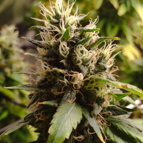 MD growlog timeline photo