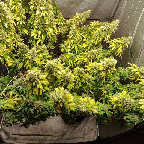 MD growlog timeline photo