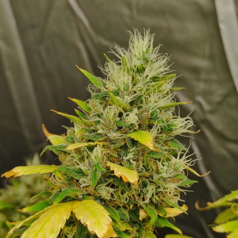 MD growlog timeline photo