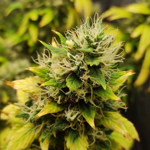 MD growlog timeline photo