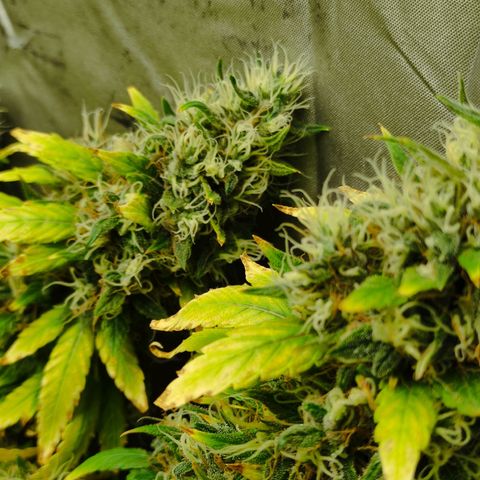MD growlog timeline photo