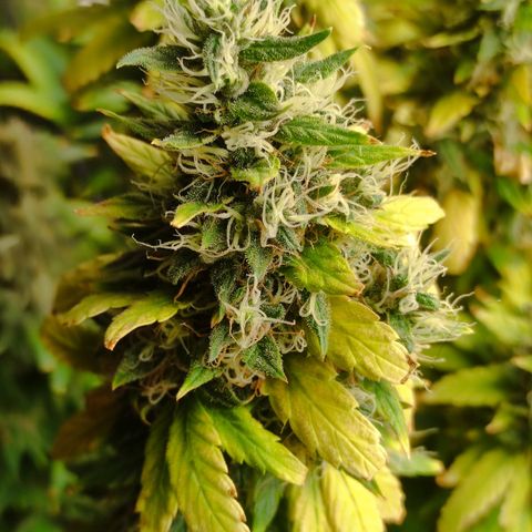 MD growlog timeline photo
