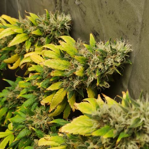 MD growlog timeline photo