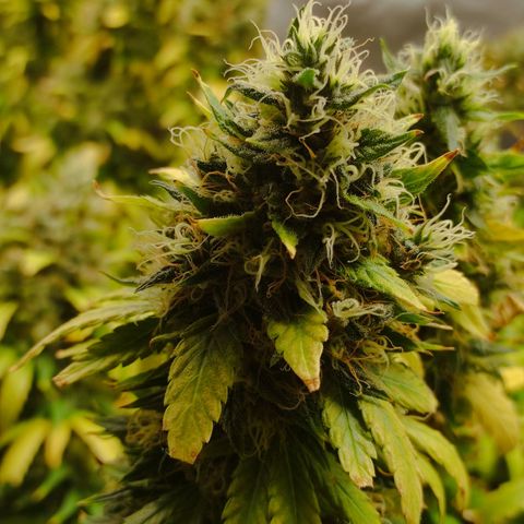 MD growlog timeline photo