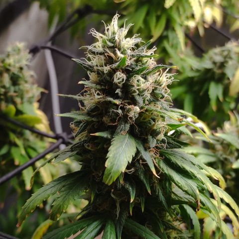 MD growlog timeline photo
