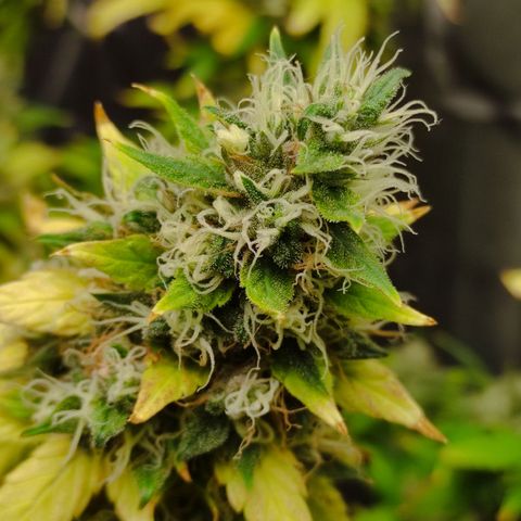 MD growlog timeline photo