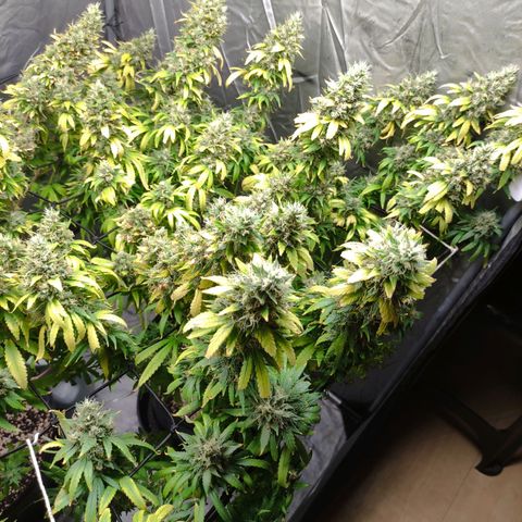 MD growlog timeline photo