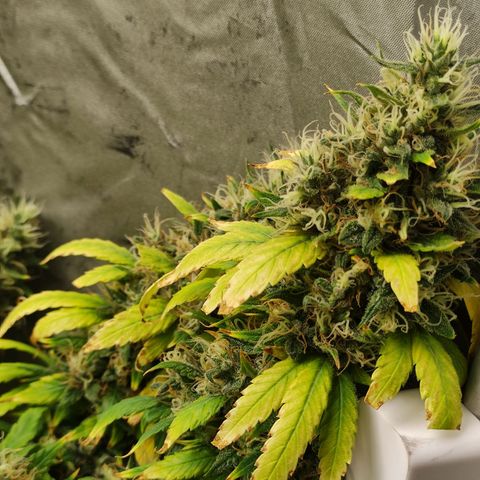 MD growlog timeline photo
