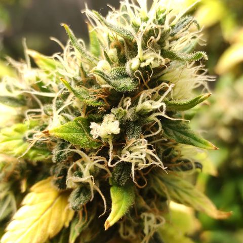 MD growlog timeline photo