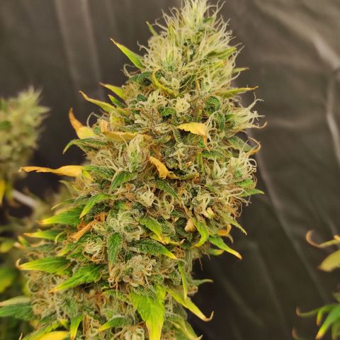 MD growlog timeline photo