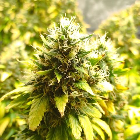 MD growlog timeline photo