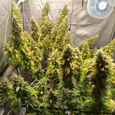 MD growlog timeline photo