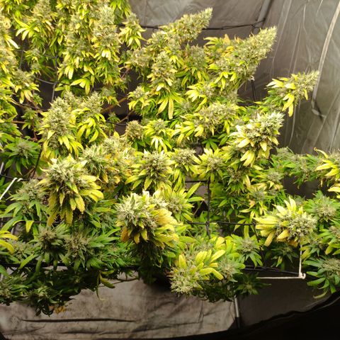 MD growlog timeline photo