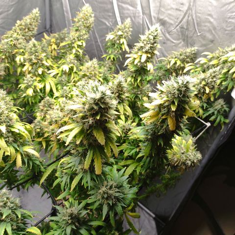 MD growlog timeline photo