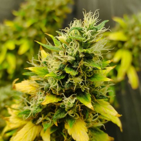 MD growlog timeline photo