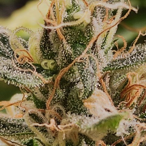 MD growlog timeline photo