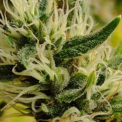 MD growlog timeline photo