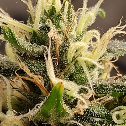 MD growlog timeline photo