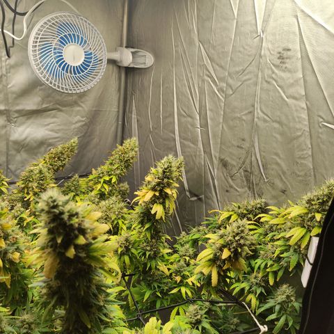 MD growlog timeline photo