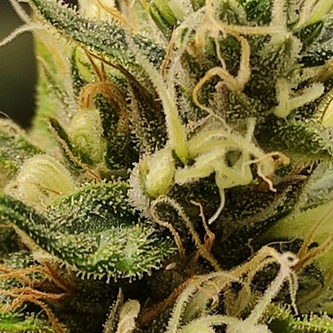 MD growlog timeline photo