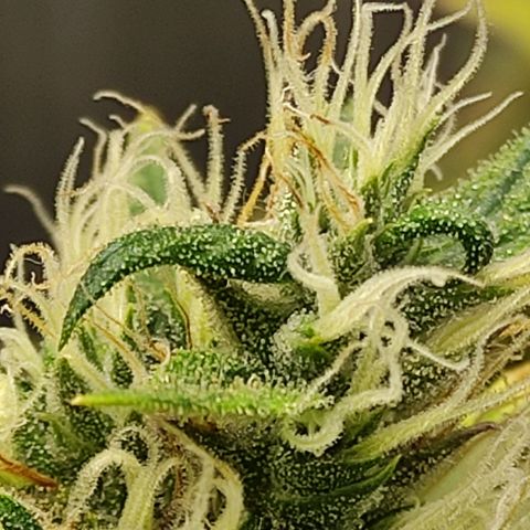 MD growlog timeline photo