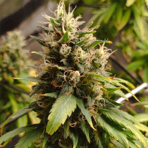MD growlog timeline photo