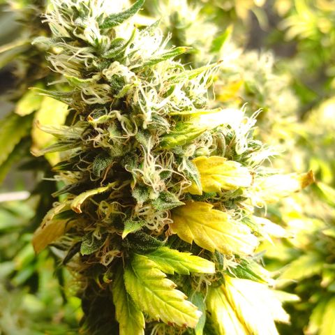 MD growlog timeline photo