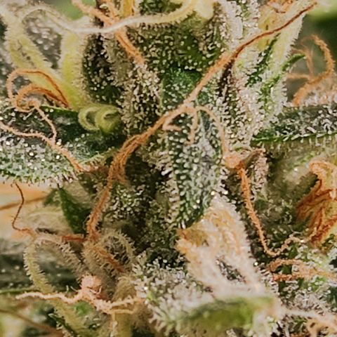 MD growlog timeline photo
