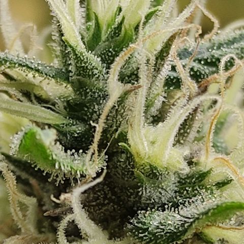MD growlog timeline photo