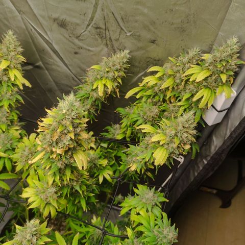 MD growlog timeline photo