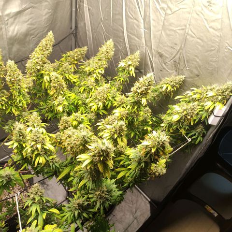 MD growlog timeline photo