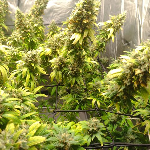 MD growlog timeline photo