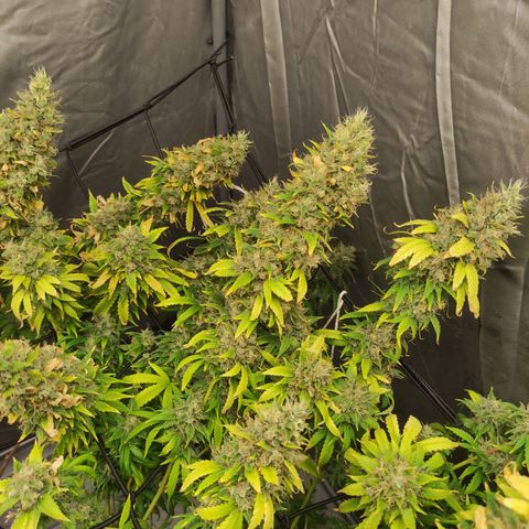 MD growlog timeline photo