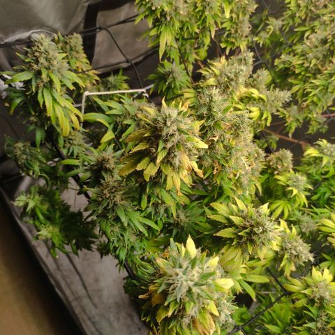 MD growlog timeline photo