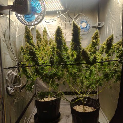 MD growlog timeline photo